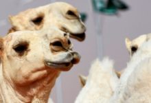 Фото - Верблюдов сняли с конкурса красоты из-за ботокса в губах