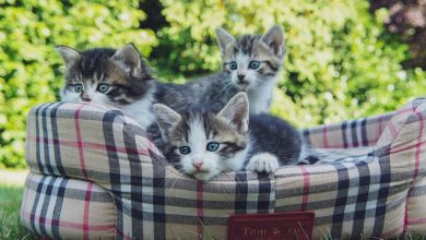 Фото - 55 кошек поселились в здании турецкого парламента