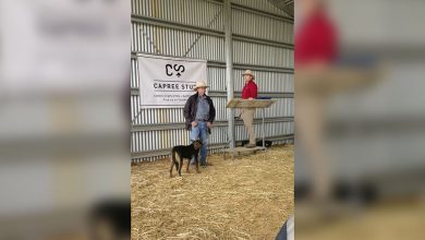 Фото - Австралийская пастушья собака продается на аукционе за рекордные $49 тысяч